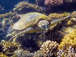 Hawksbill turtle, a real messy eater by Steve Laycock 